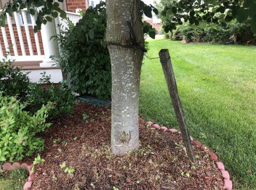 Homeowners’ Tip: Evaluate Your Tree Staking