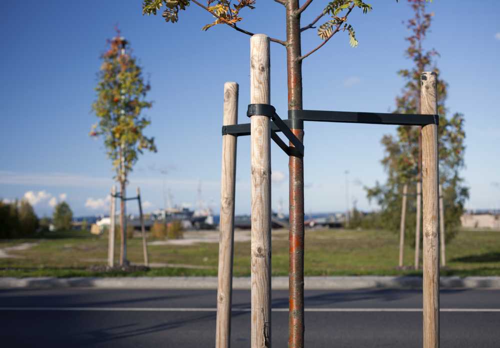 Properly Staked Tree